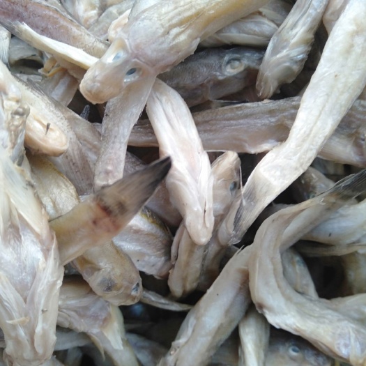 滨州沙光鱼 新上岸的沺光鱼，肉多，肉内，好吃，不贵。