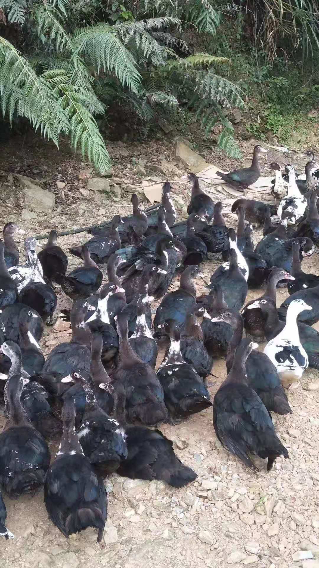  出售90天半翻鸭