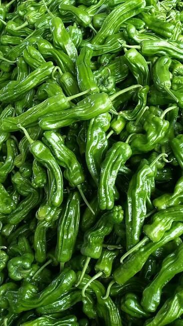 张家口芜湖椒 农户种植。大量销售，价格可议