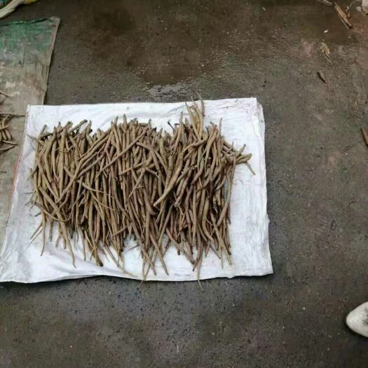 苍溪县 沙参苗