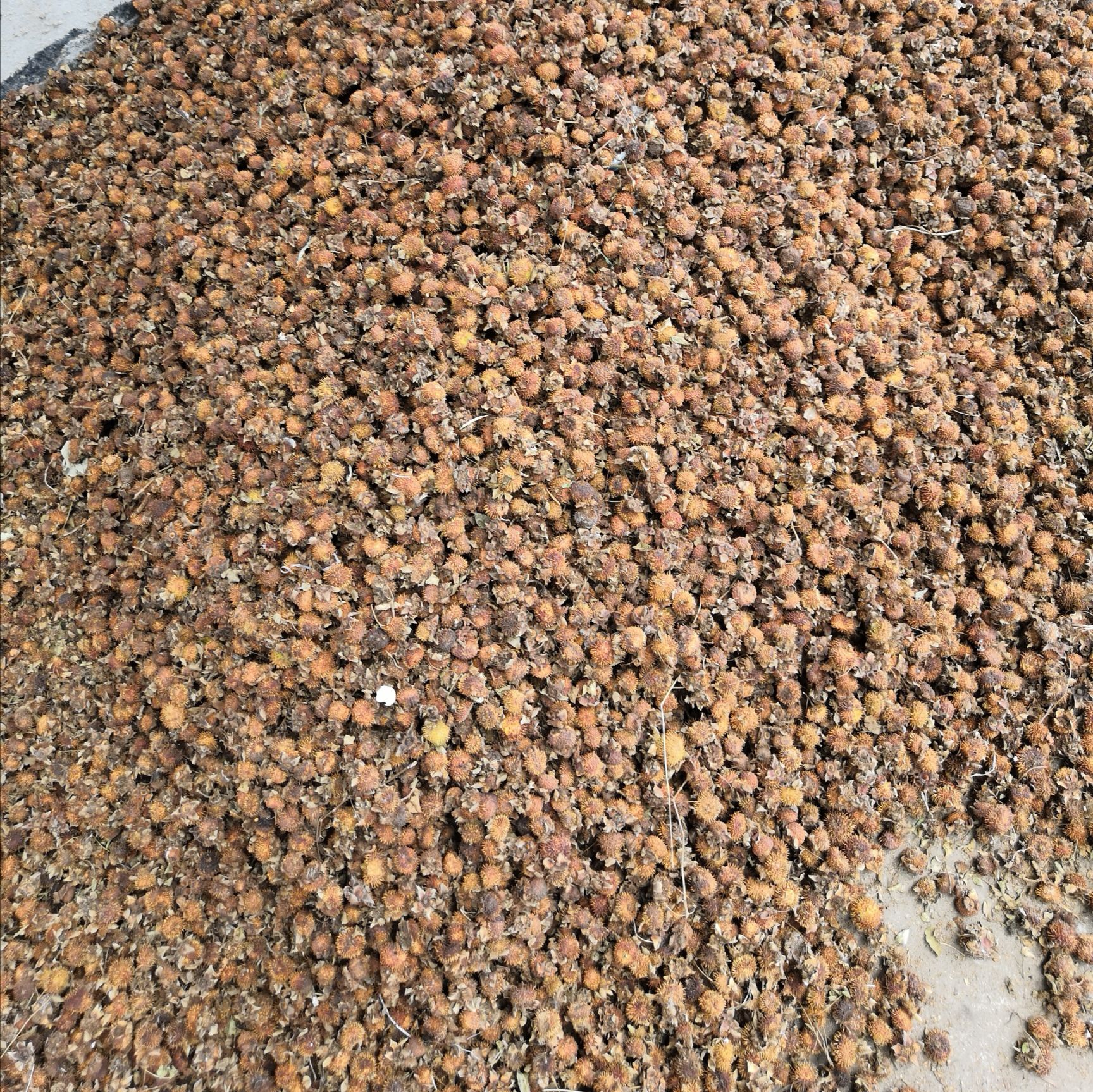 金刺梨 干货，新品零售批发