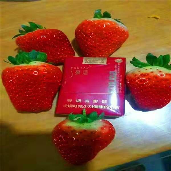 章姬草莓苗批发，确保品种，量大优惠，可签订品种合同