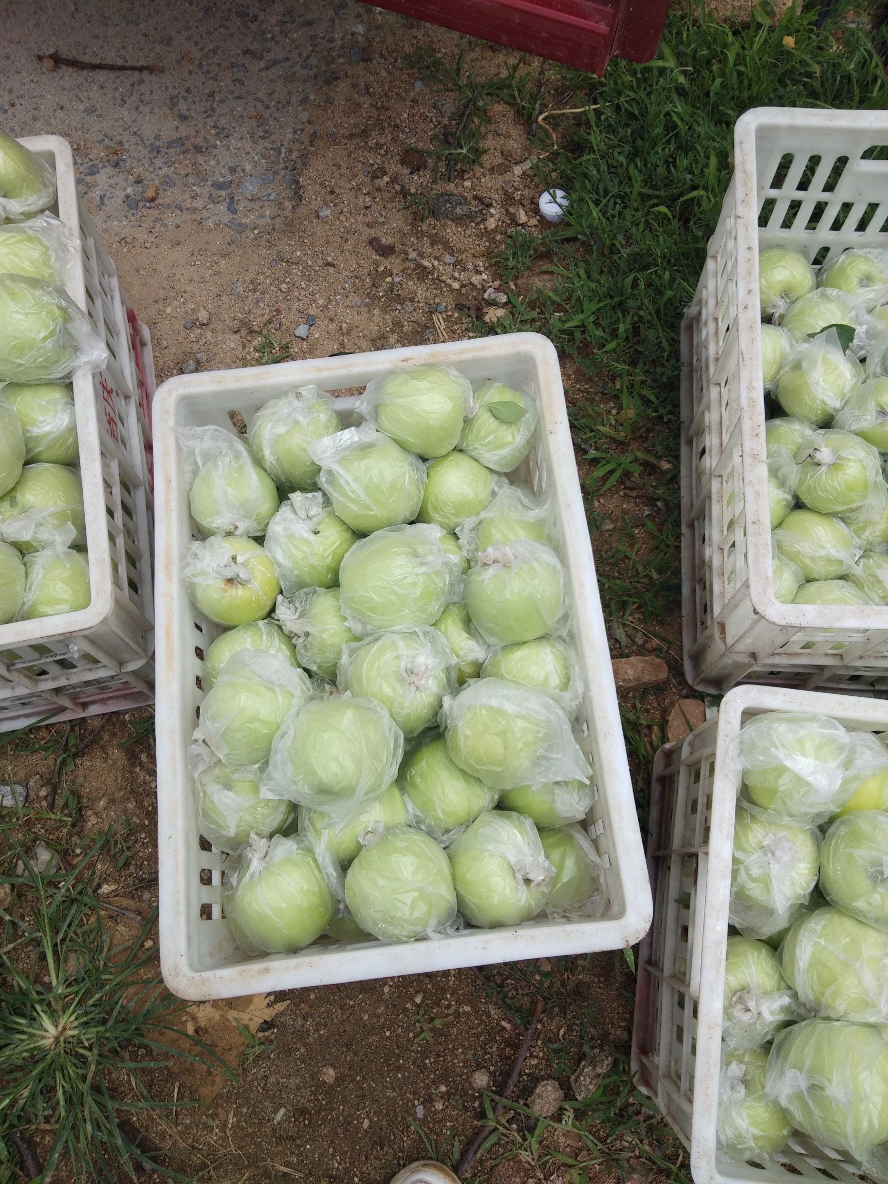  金帅苹果上市，需要的老板联系。