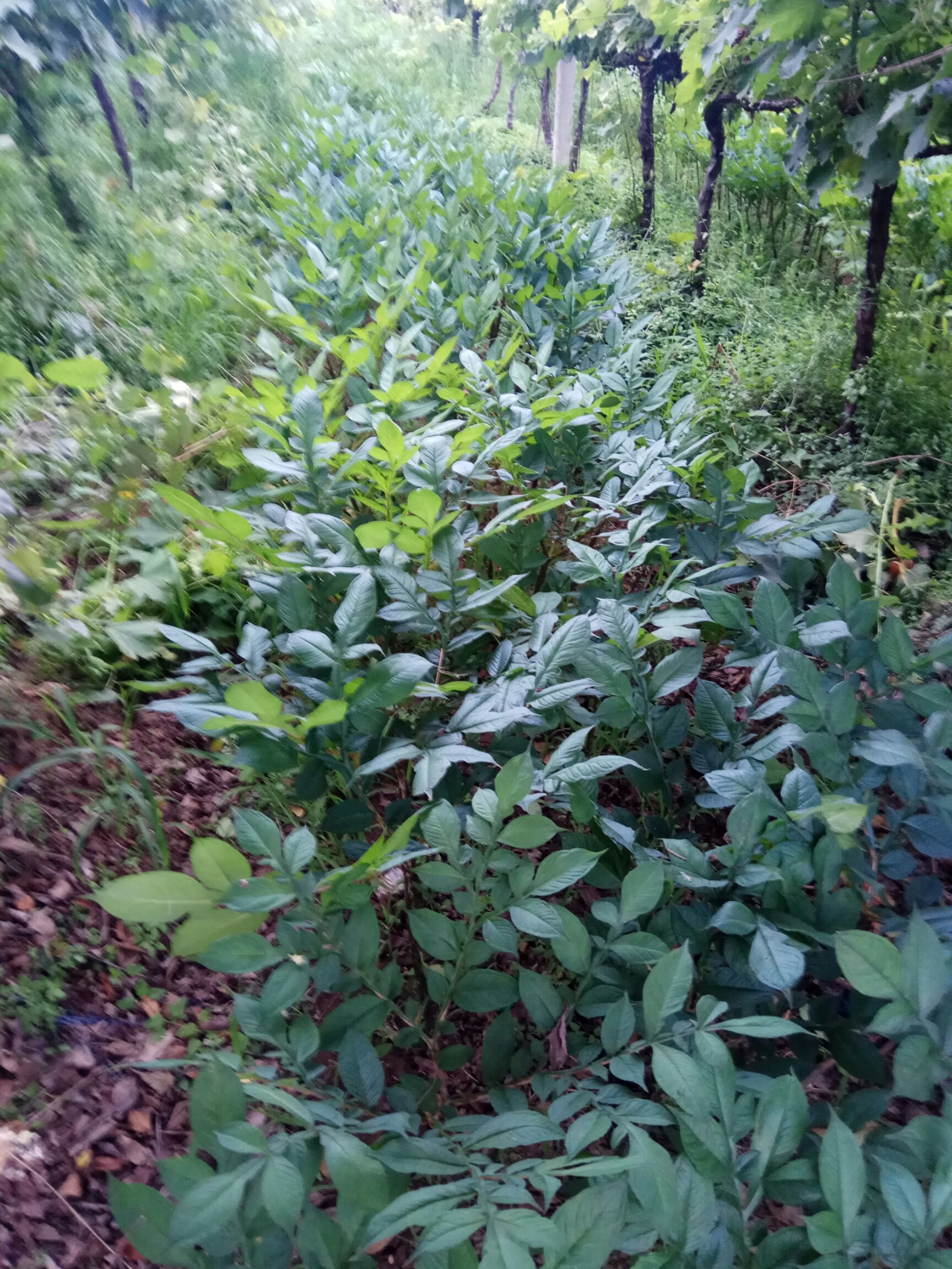  魔芋种子实地考察正当其时，欢迎新老朋友前来实地考察。