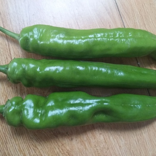 壶关县黄皮辣椒 10~15cm 中辣 黄色