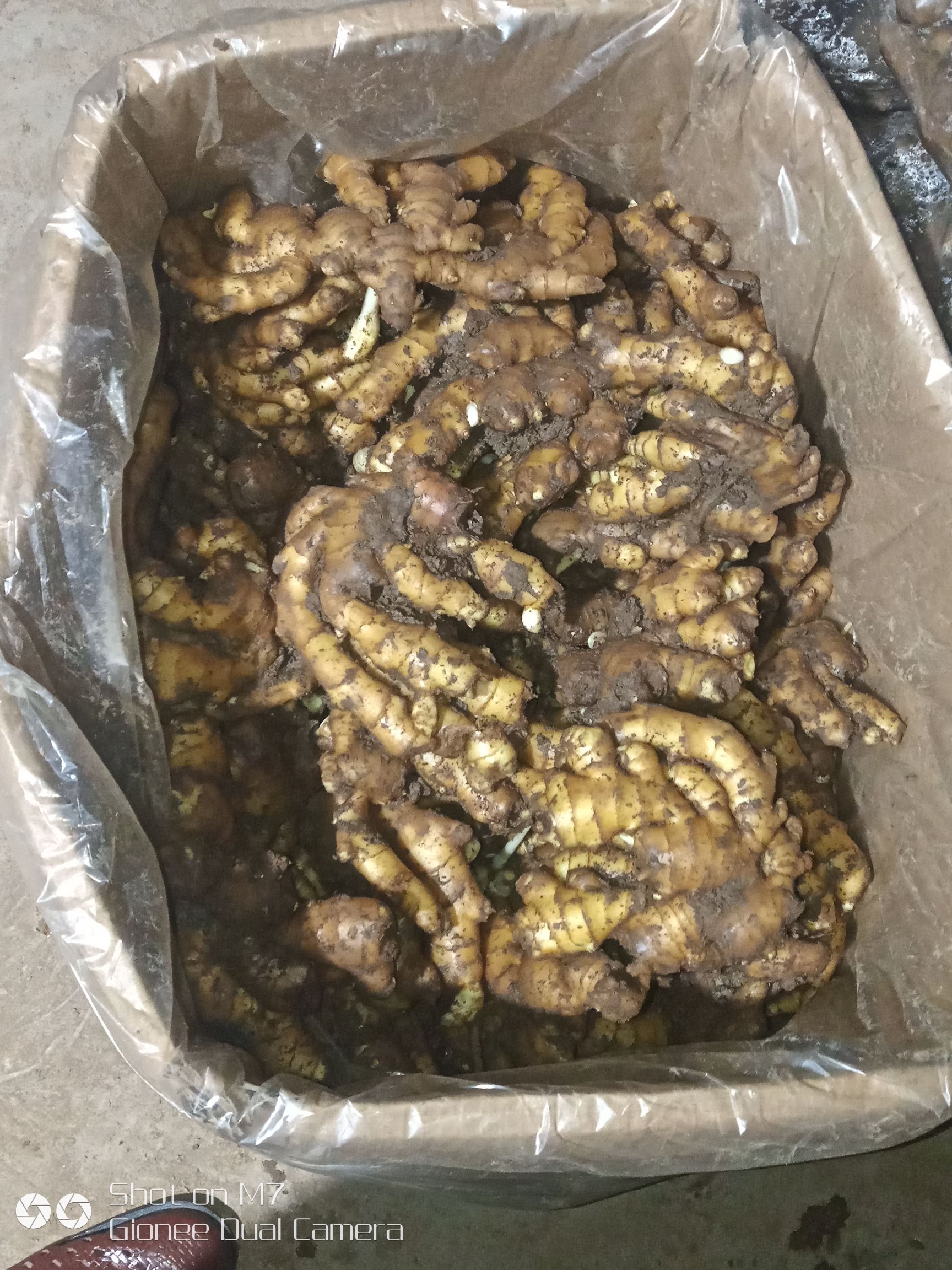 老姜 优质黄姜、沙姜出售