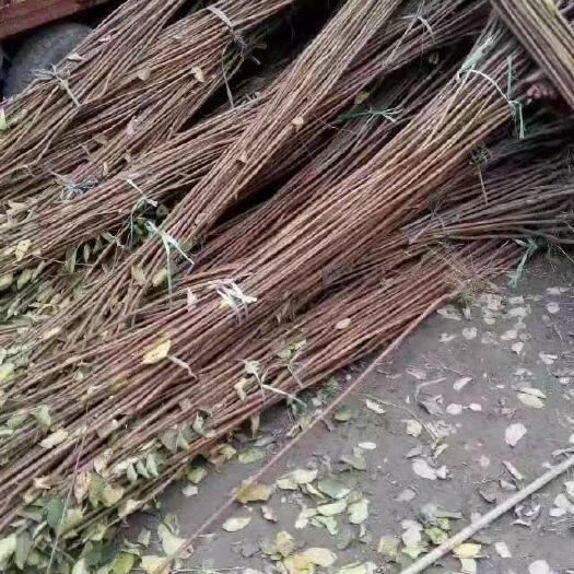 方城县 紫薇花瓶 花瓶骨架 花瓶模具 花瓶编织苗