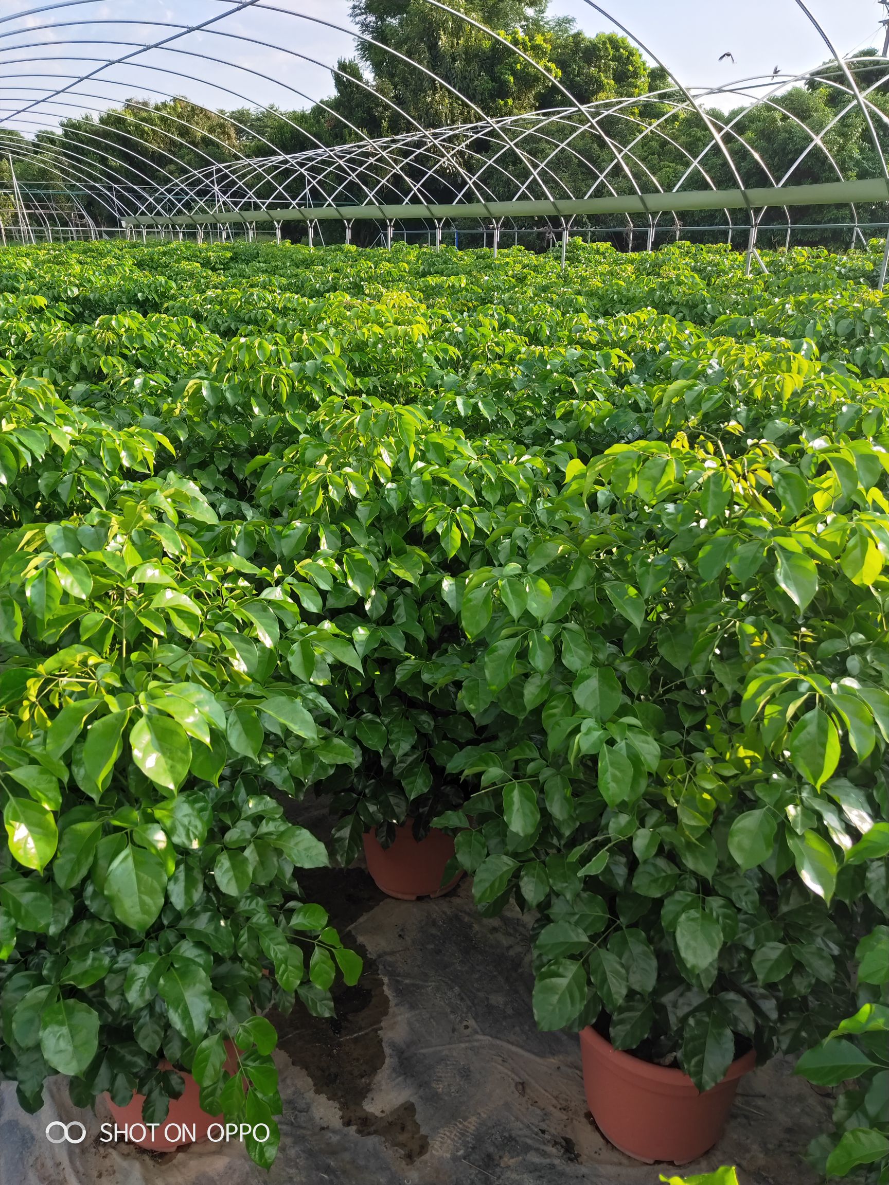 海南菜豆树 绿宝树 绿宝高90厘米福建漳州苗木基地