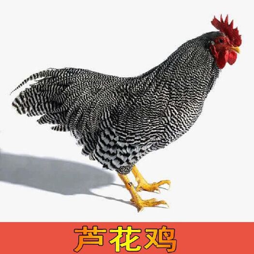 南宁 优质鸡苗芦花鸡苗