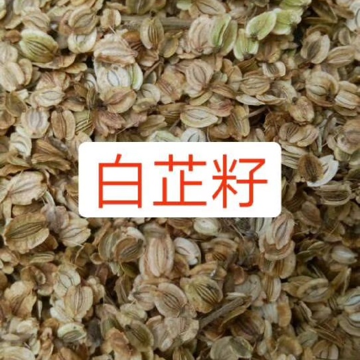 亳州白芷种子