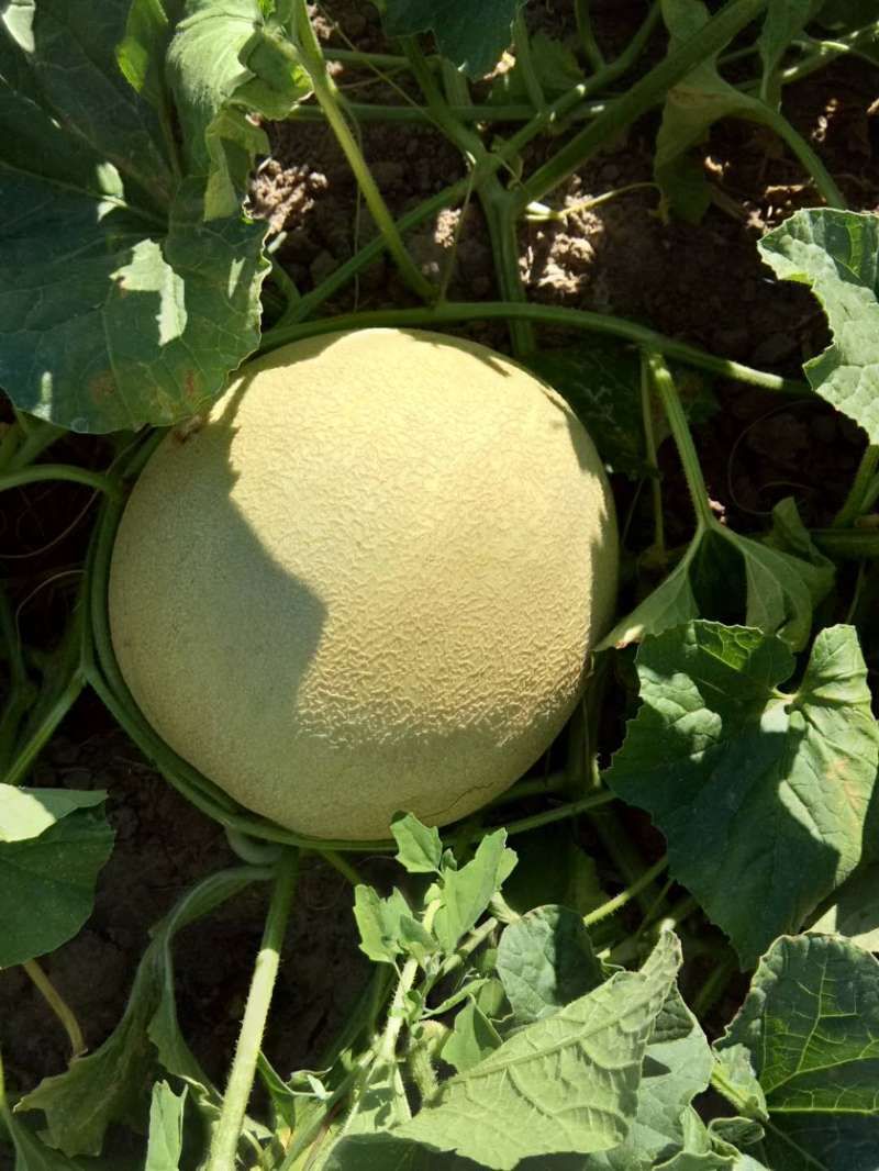 新疆哈密伊州区白兰瓜产地最新行情趋势 - 产地价格数据 - 惠农网