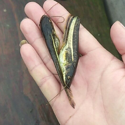 永善县 鲶鱼苗大口鲶鱼苗