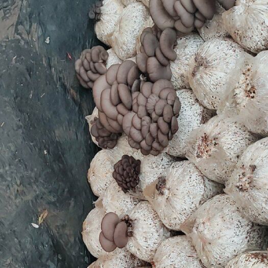 新沂市平菇菌种  优质原种