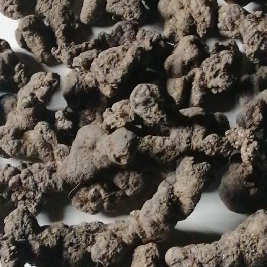商洛猪苓 药材货源