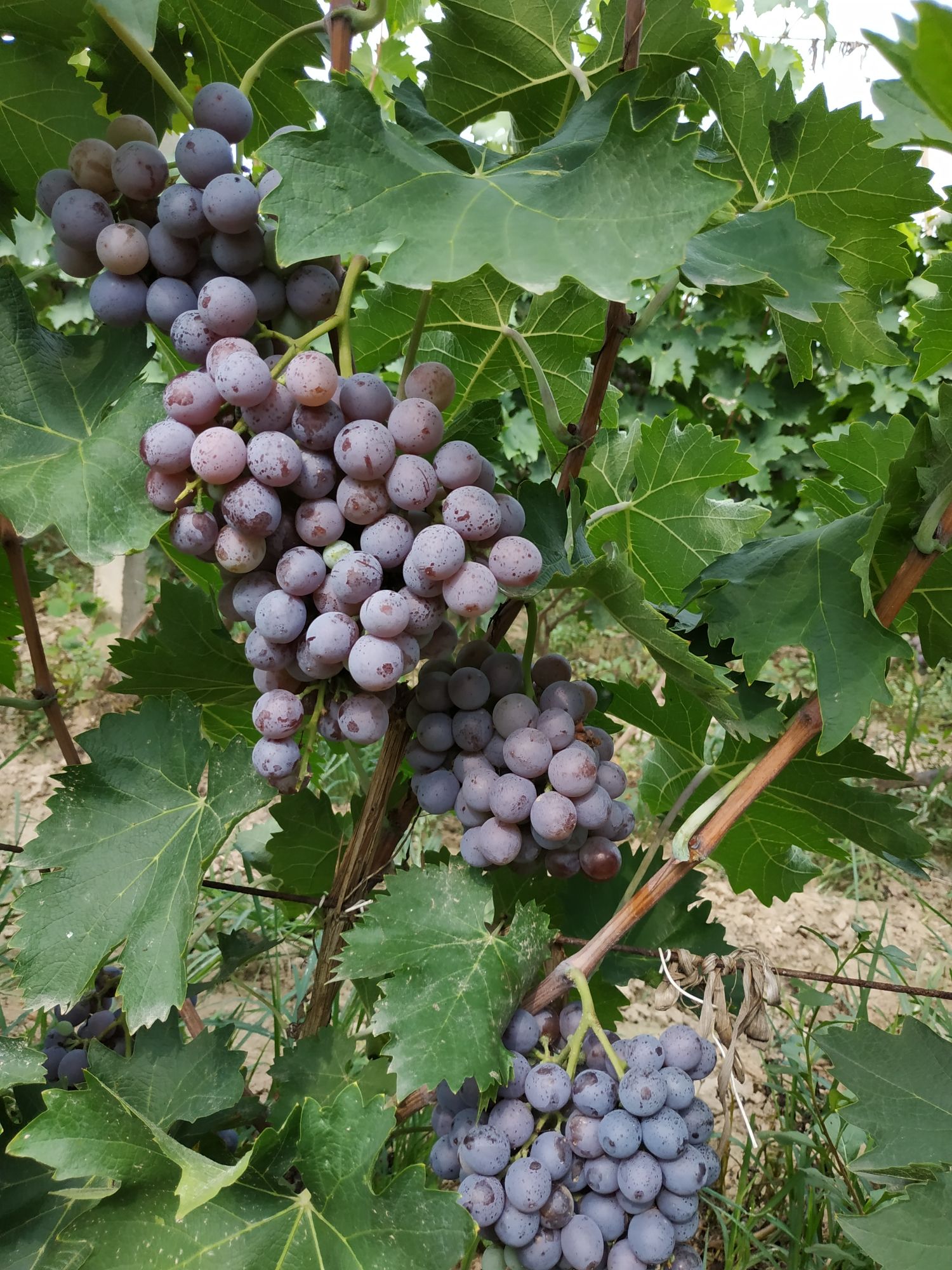  德州市陵城区徽王庄镇玫芗园葡萄种植专业合作社的玫瑰香上市了