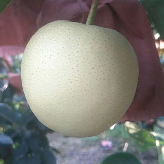 方城县 黄金梨