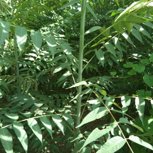 济宁红油香椿苗 自家种植没有苗木经济人三百亩地