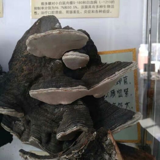 根河市桑黄 纯东北松