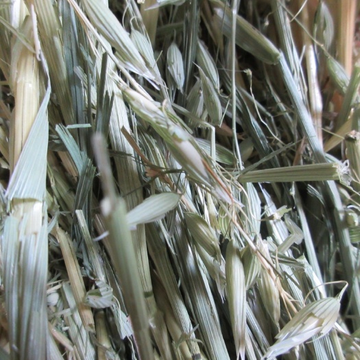  燕麦草，苜蓿草