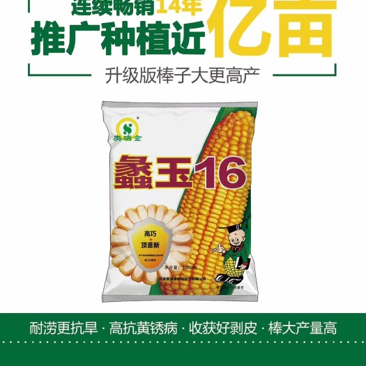 武陟县蠡玉16玉米种子  蠡玉16