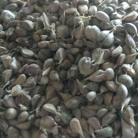 什邡市杂交大蒜 榨蒜油的蒜，价格便宜