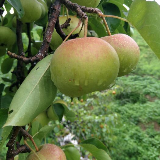 会理市 大凉山会理独产花红梨