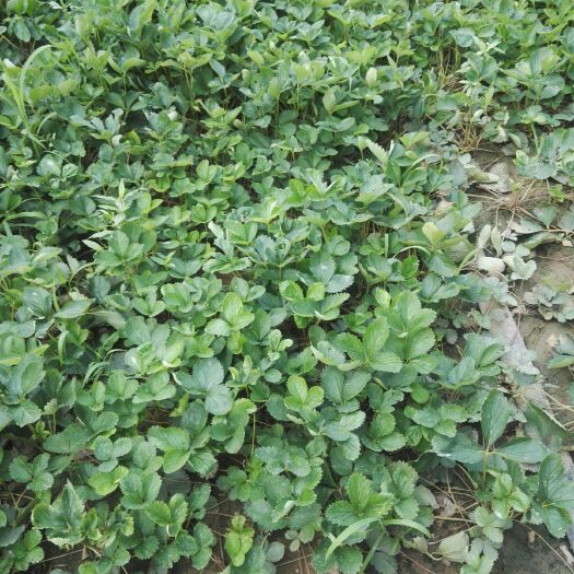 泰安奶油草莓苗 10~20公分 地栽苗