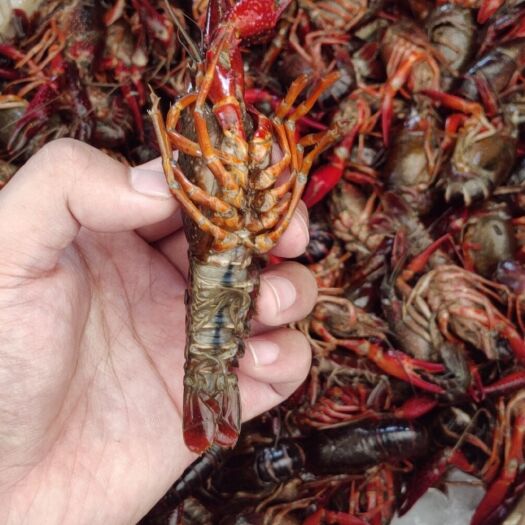 武汉清水小龙虾 次晕虾  晕头 新鲜
