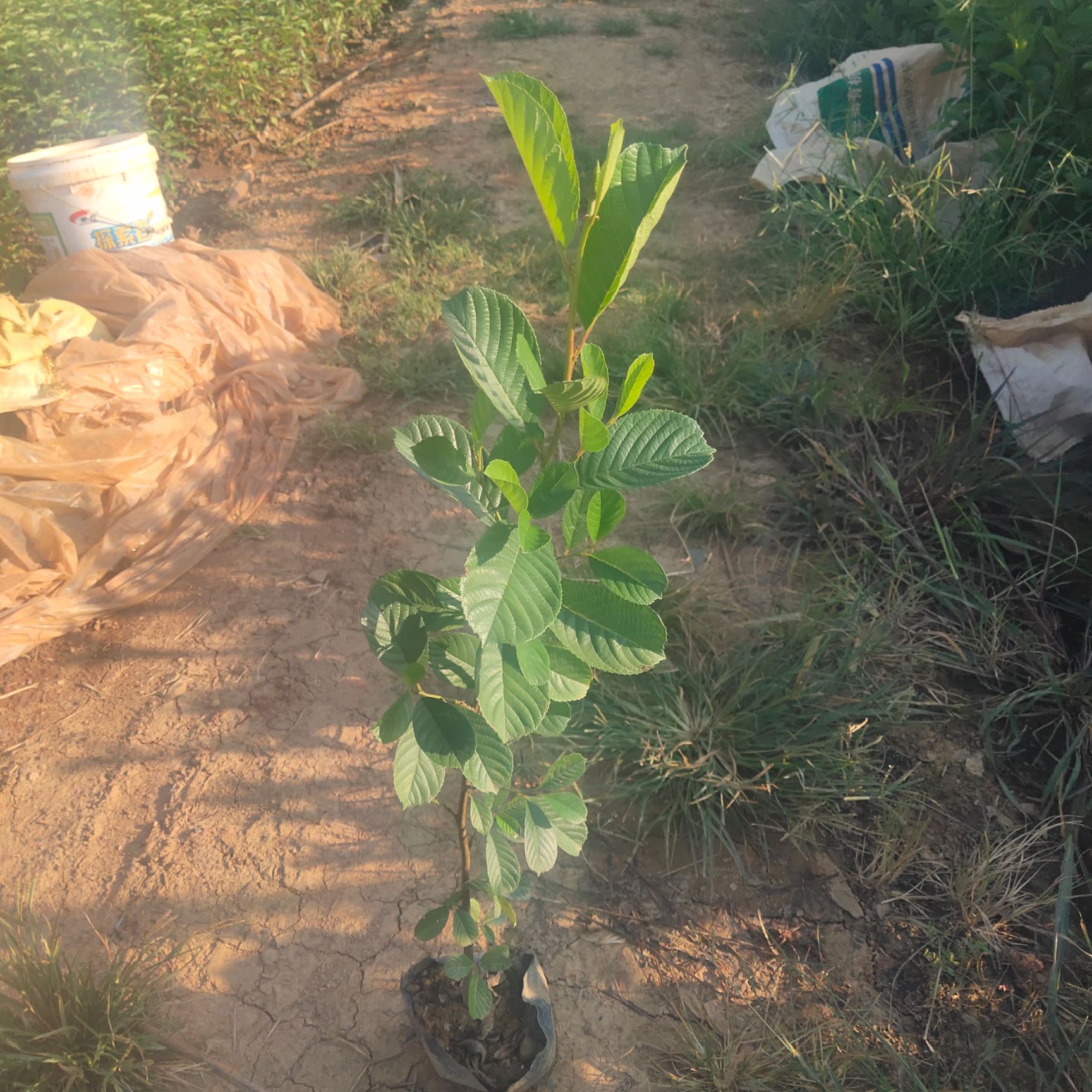 荒山最好的树旱冬瓜，高八九十分，袋16X18袋，量大
