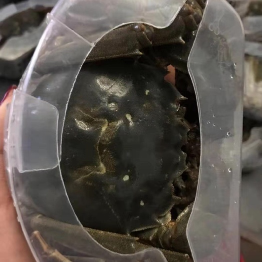 黄河口大闸蟹 8月底中秋节前上市，非六月黄，欢迎咨询，支持一件代发
