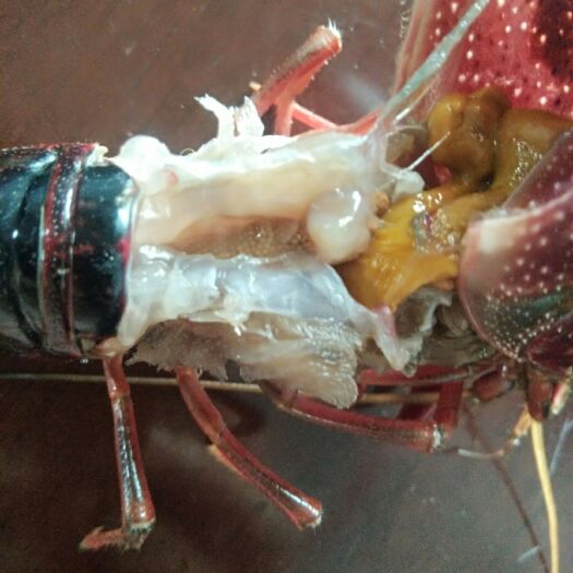 盱眙县 批发带籽种虾 小龙虾种虾苗 已受孕 公母搭配现货包运输