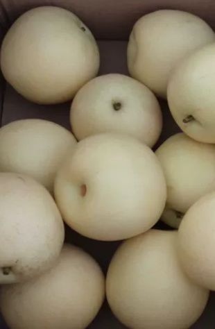 泊头市 脆甜，多汁，果园直销，皇冠梨