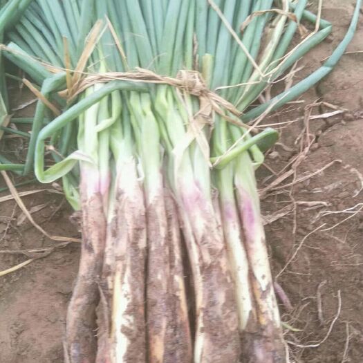 靖远县大葱  精品红葱、青葱大量上市中
