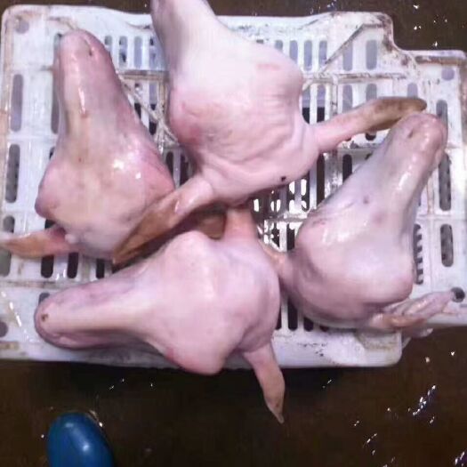 中牟县羊头 小生头
