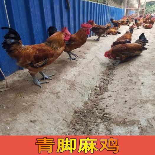 南宁 优质鸡苗青脚麻鸡苗