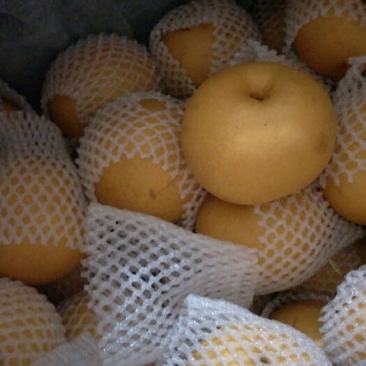 闽侯县圆黄梨 精品包装