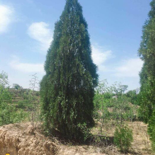 合阳县2.5侧柏