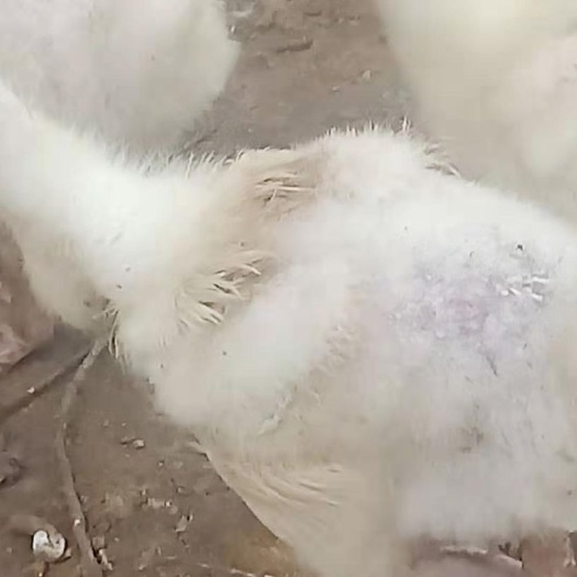 漯河皖西白鹅苗 皖杂鹅