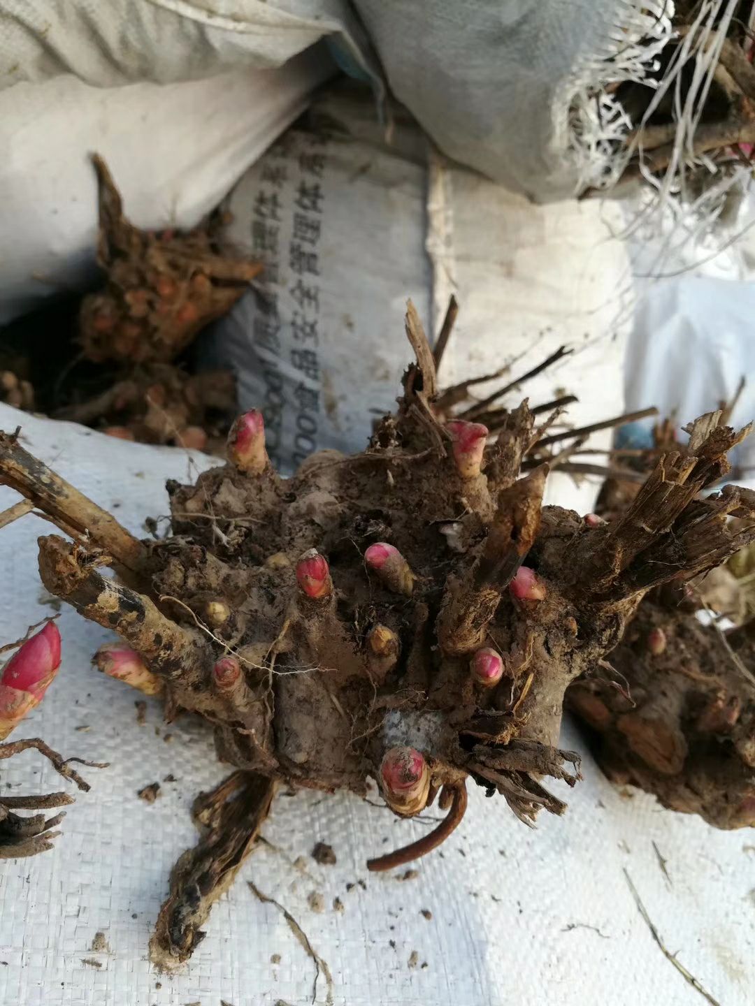 新疆芍药  芍药，芍药，保证质量，保证品种，现要现挖