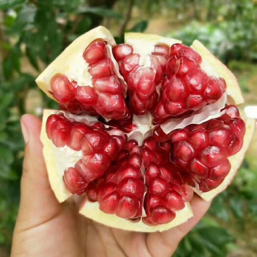 攀枝花 攀枝花突尼斯软籽石榴