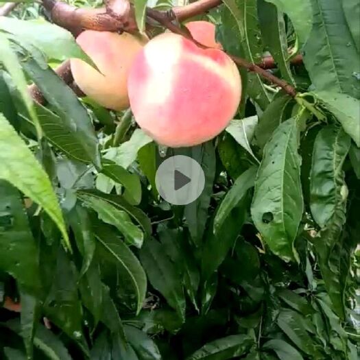 威县 永莲水蜜桃