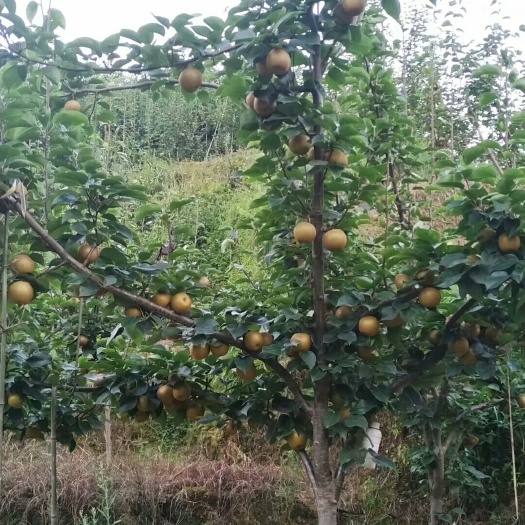 中方县 又到了收金秋梨的季节了，今天活水金秋梨个个漂亮