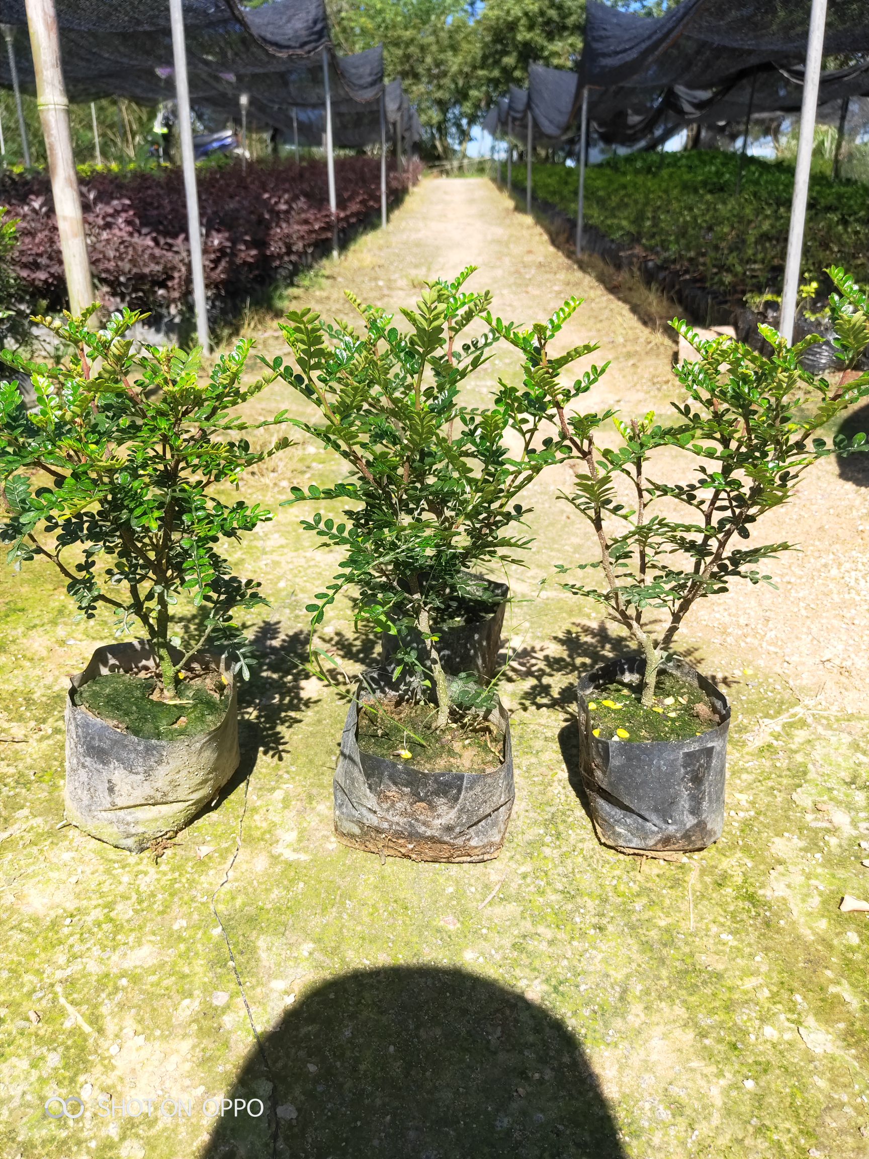 胡椒木 盆栽 胡椒木 供应 杯苗 袋苗