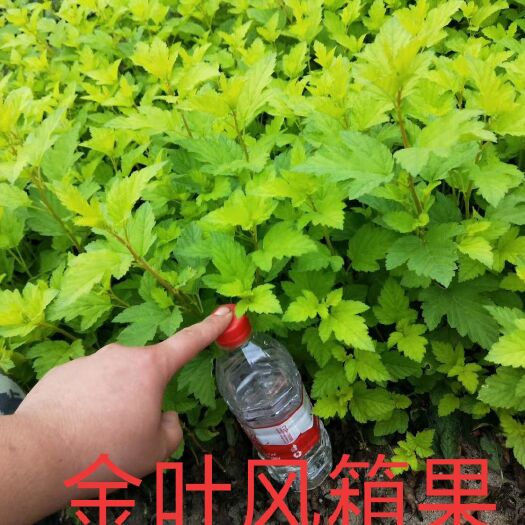 开原市金叶风箱果  风箱果