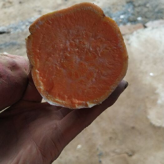 开封龙九红薯 龙九