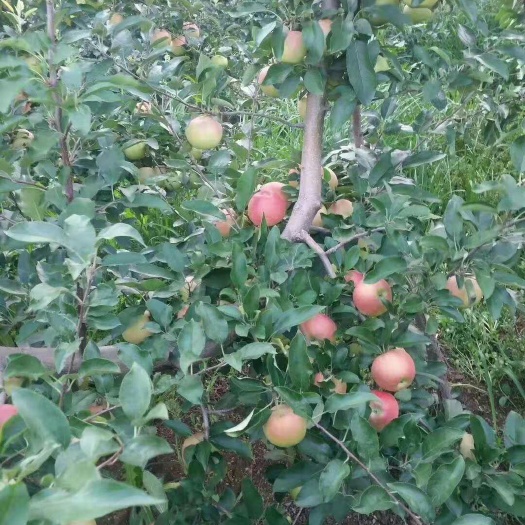 烟台 嘎啦苹果脆甜
