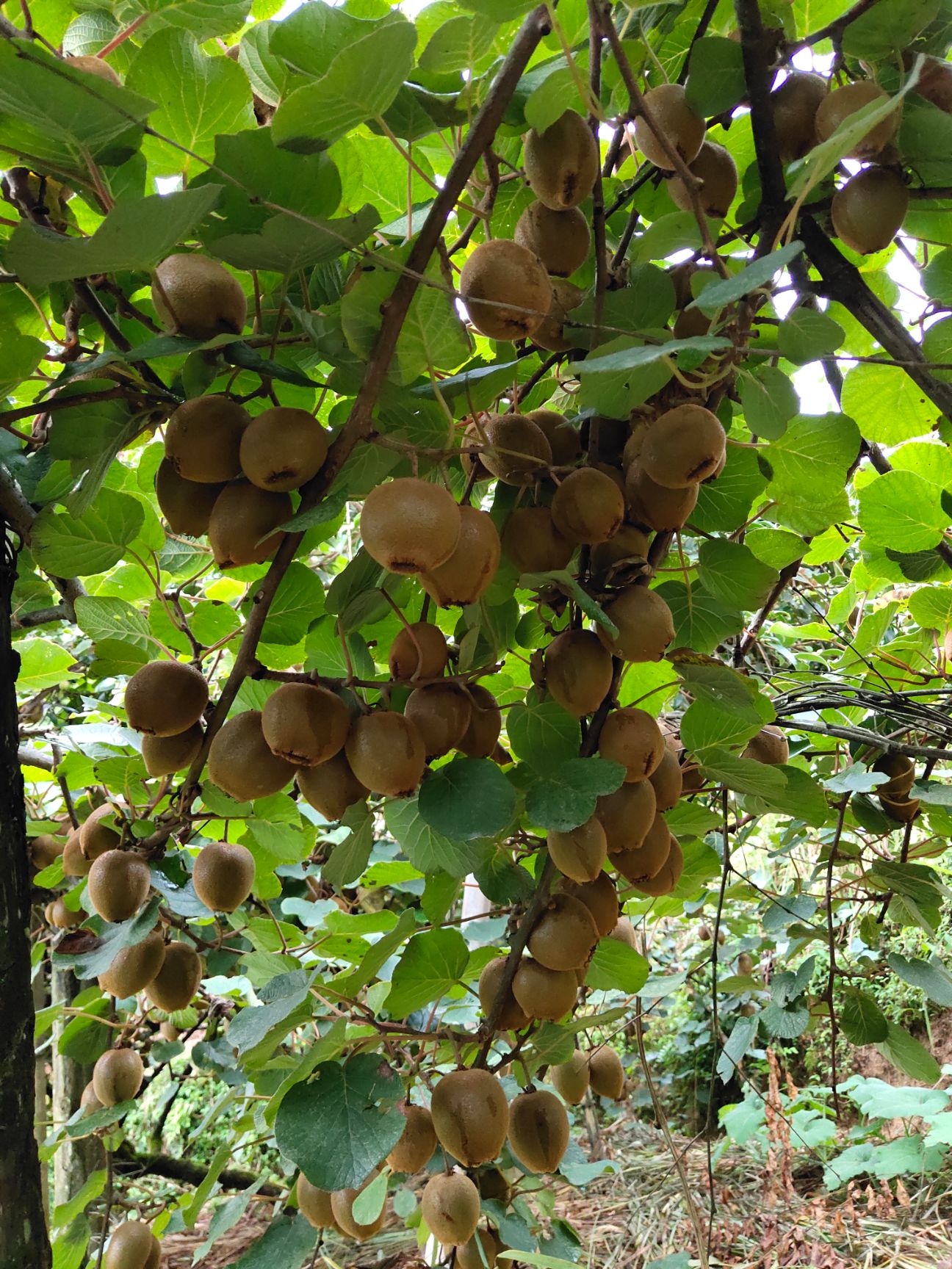  湖南隆回县海拔1300米种植的猕猴桃