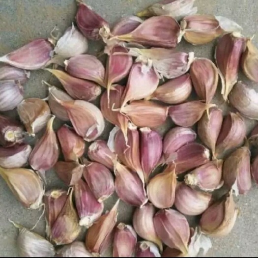 宜春 大蒜，紫皮，通货
