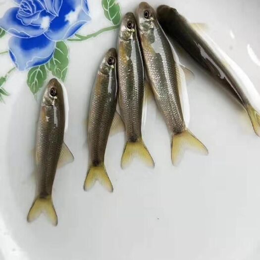 长期提供四大家鱼，商品垂钓，规格苗子，高中档特色鱼苗子，
