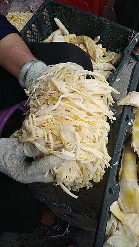 麻笋  麻竹笋凉拌炒专用 竹笋尾丝 有竹苗 竹笋丝 竹笋条 笋尖